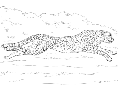 Running Cheetah Coloring Page